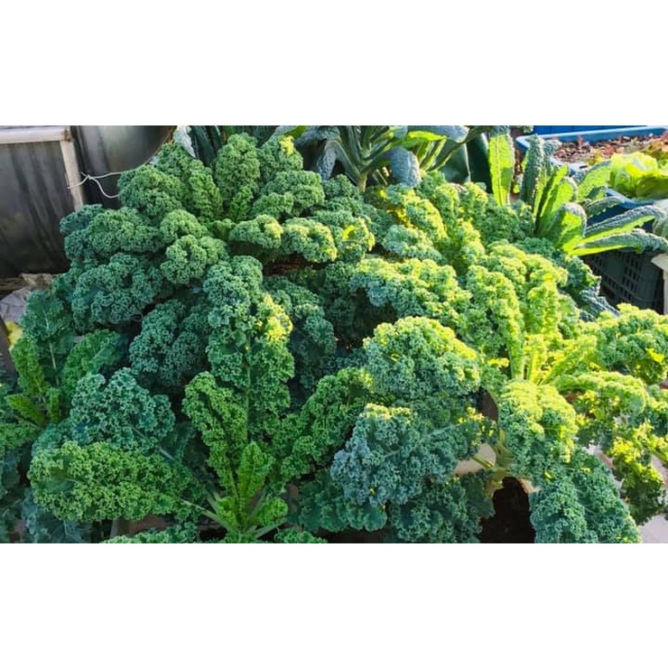 100_ #Hạt _giống_ rau _cải_ kale_ xoăn  .