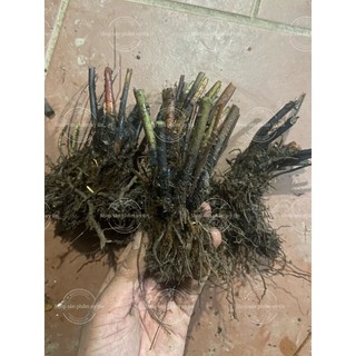 dương xỉ khổng tước rừng (trồng chậu để bàn)