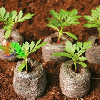 (PHẠM GIA FARM) Viên nén xơ dừa ươm cây, hạt