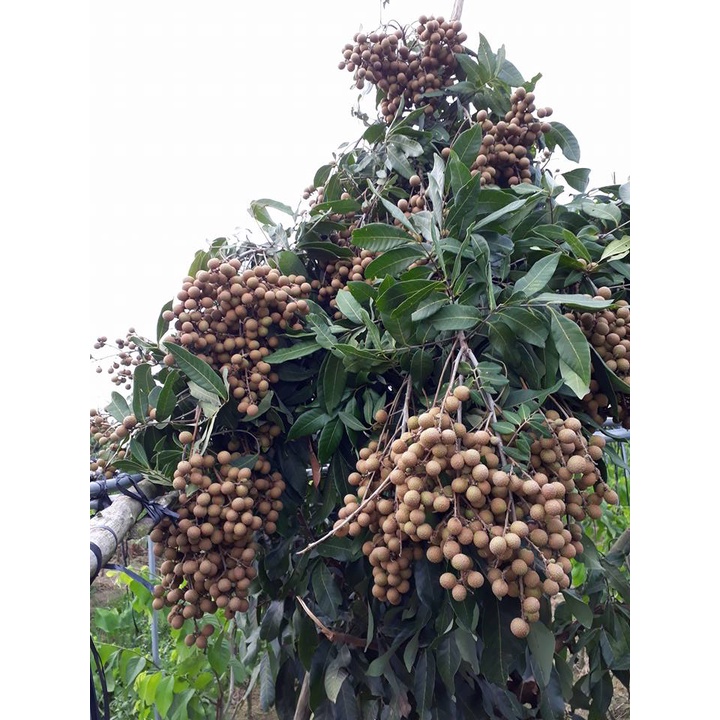 CÂY GIỐNG NHÃN SIÊU TRÁI