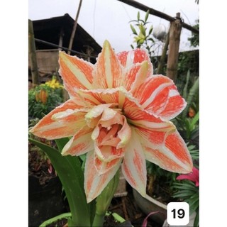 Củ lan huệ ngoại kép (có nhiều màu như hình)