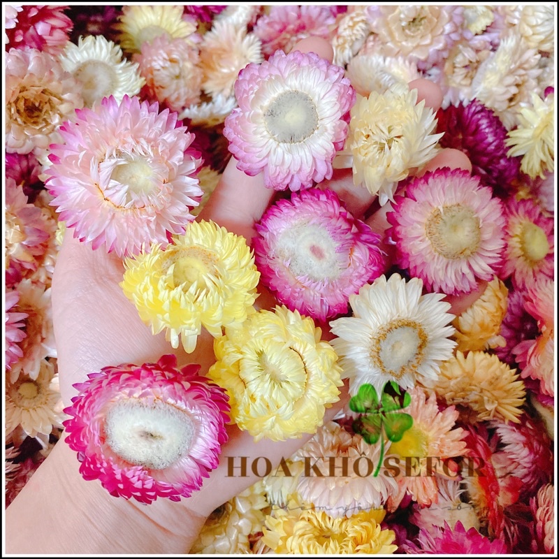 Đầu bông Bất Tử màu trắng hồng cao cấp ❤️ Hoa Bất Tử khô trang trí, làm handmade, nến thơm...