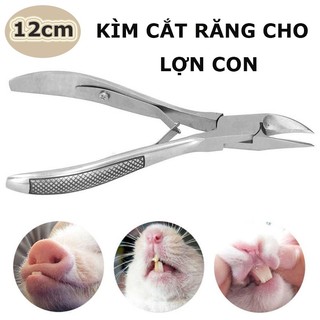 12cm Kìm bấm răng heo inox loại to đẹp