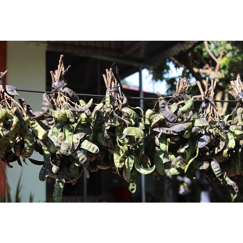 Nước gội đầu bồ kết lên men