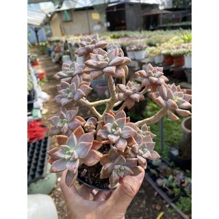 sen đá pha Lê tím thụ gốc siêu già