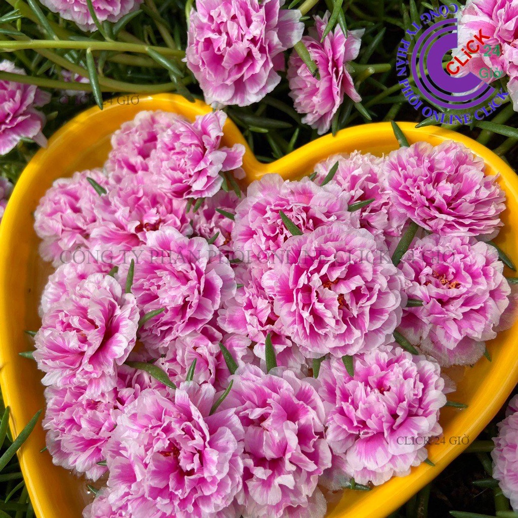 Hoa Mười Giờ SONG HỶ Thái Kép Cành Tơ Siêu Khỏe Ra Rễ Sau 3 Ngày 0867777377