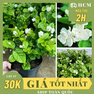 CÂY GIỐNG HOA LÀI TA CÁNH KÉP Hoa thơm ,(cao 20cm), Hoa giống, ban công, dễ trồng, nở quanh năm, Cây Tươi Nguyên