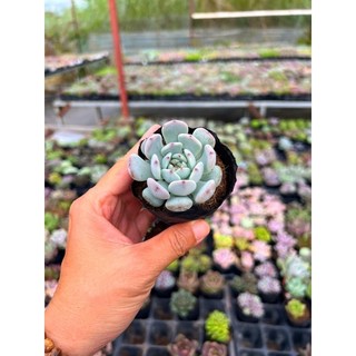 Sen đá Ruby trắng size nhỏ 4-4,5cm, siêu đẹp, hư 1 đổi 1