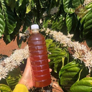 Mật ong hoa Cà Phê nuôi tại Gia Lai
