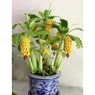 Chuối cảnh mini ( trồng tiểu cảnh + có quả ăn được ạ )
