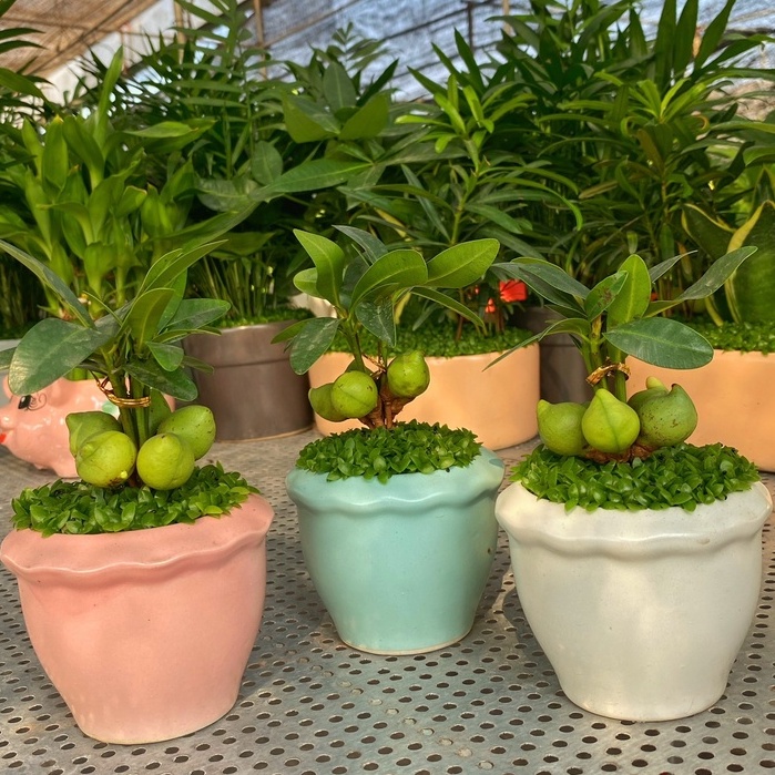 Cây Tài Lộc ngũ hành  chiều cao 10-15cm, cây dễ chăm sóc thích hợp trang trí nội thất, bàn làm việc