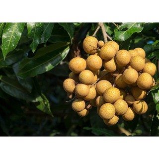 CÂY GIỐNG NHÃN SIÊU TRÁI