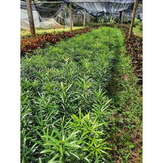 5 CÂY TÙNG LA HÁN - VẠN NIÊN TÙNG cây 30-40cm