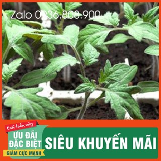 Hạt giống cà chua bi siêu quả ( 30 hạt)