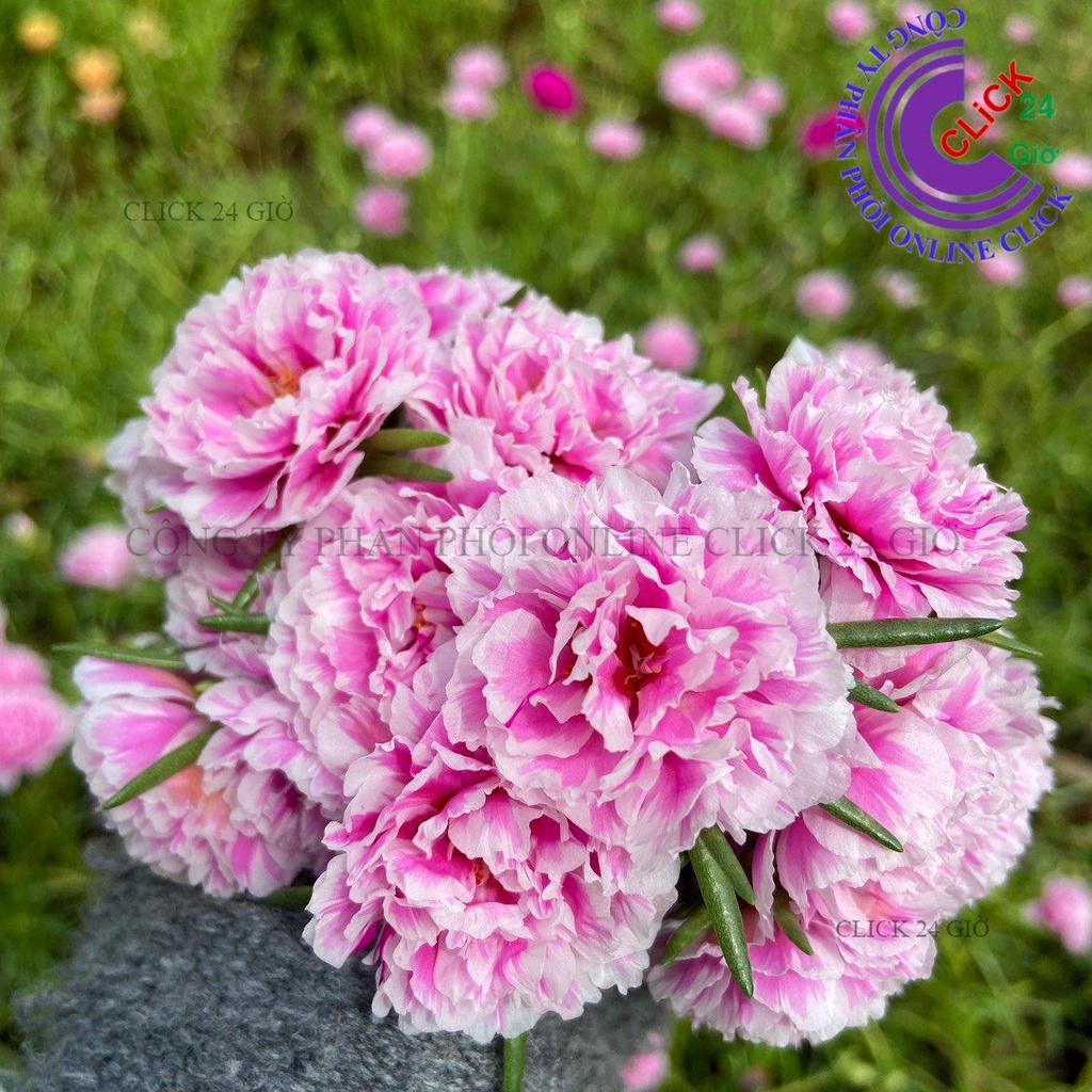 Hoa Mười Giờ SONG HỶ Thái Kép Cành Tơ Siêu Khỏe Ra Rễ Sau 3 Ngày 0867777377