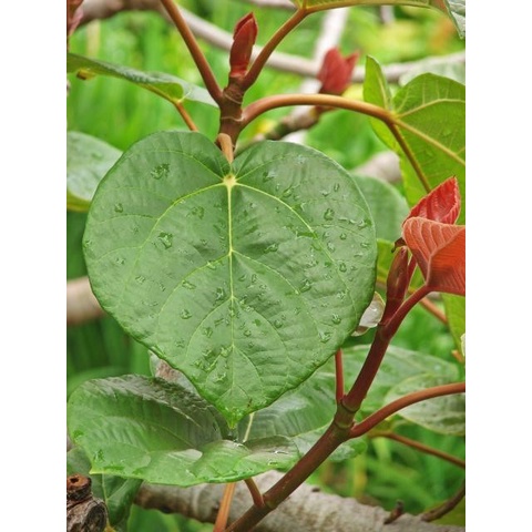 Cây Vả mật Huế .