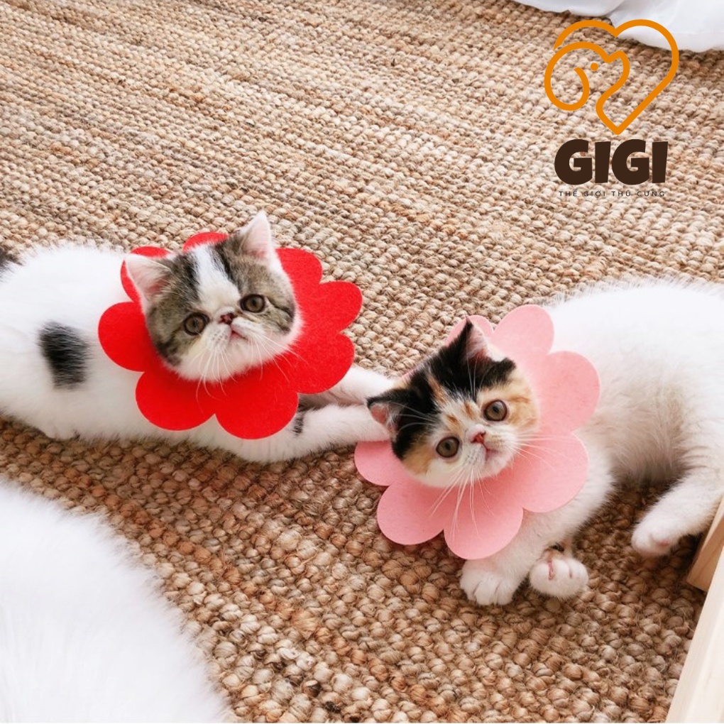 Vòng cổ loa chống liếm thuốc hình hoa đeo cổ chống cắn bậy cho chó mèo phụ kiện thú cưng giá rẻ - GiGi Pet Shop
