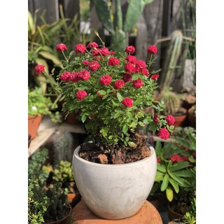Chậu sứ cây hoa hồng tỷ muội hoa đỏ
