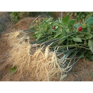 Hạt giống cây nhân sâm ( tặng phân bón , kích mầm ) .