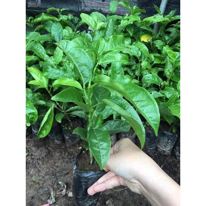 CÂY GIỐNG CHANH LEO CHUỐI NAM MỸ. [ GHN Express ]