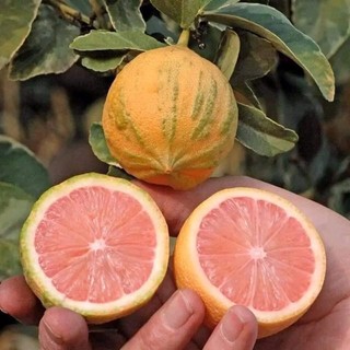 cây CHANH CẨM THẠCH ( cây ghép, chuẩn giống)