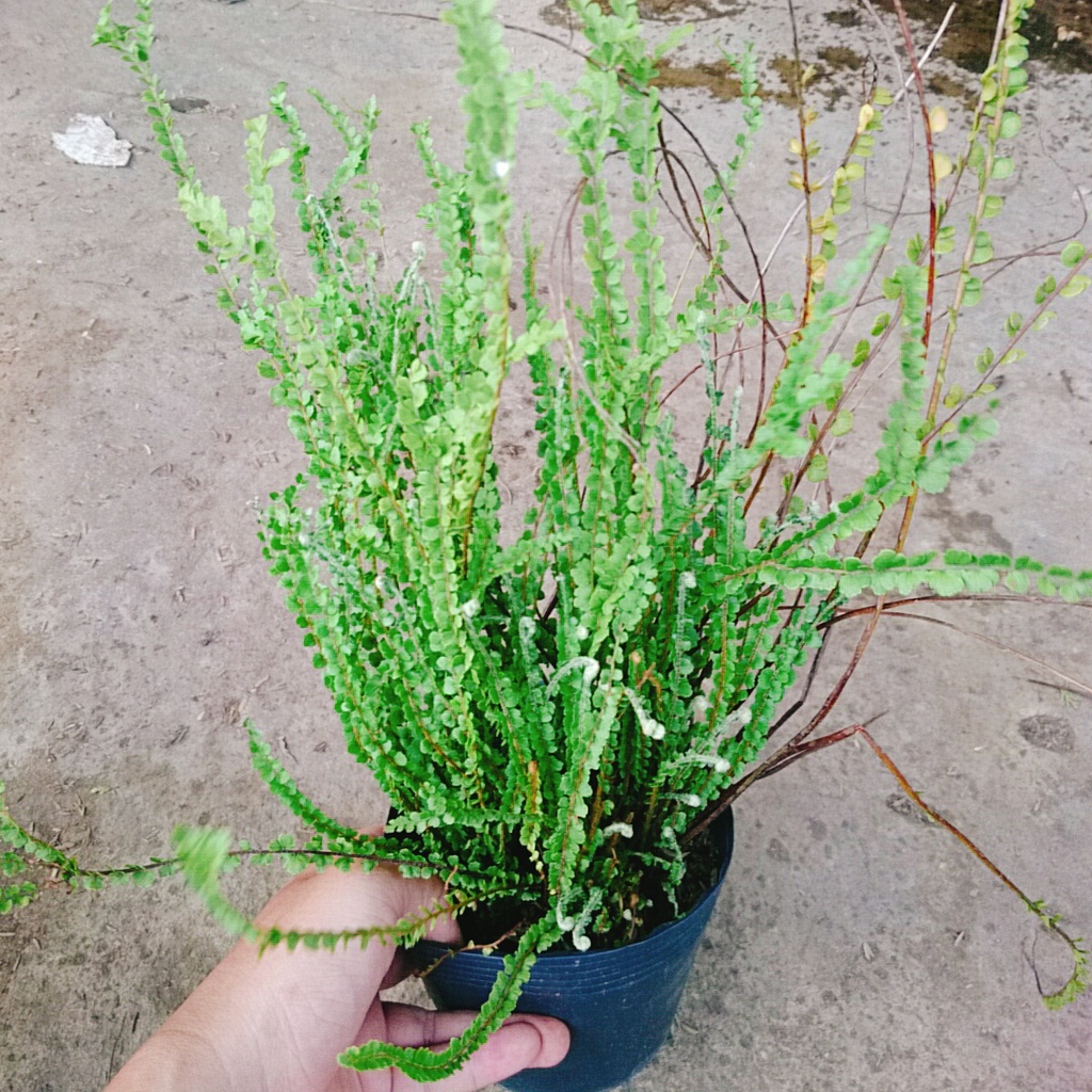 Cây Dương Xỉ Tóc Tiên - cây cảnh để bàn