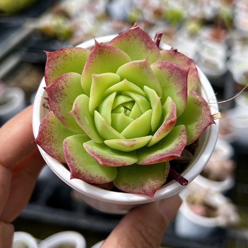 sen đá Lục Tiên Graptoveria jadeita size bầu 4-4,5cm, cây cảnh trang trí nhà cửa THUANPHAT GARDEN