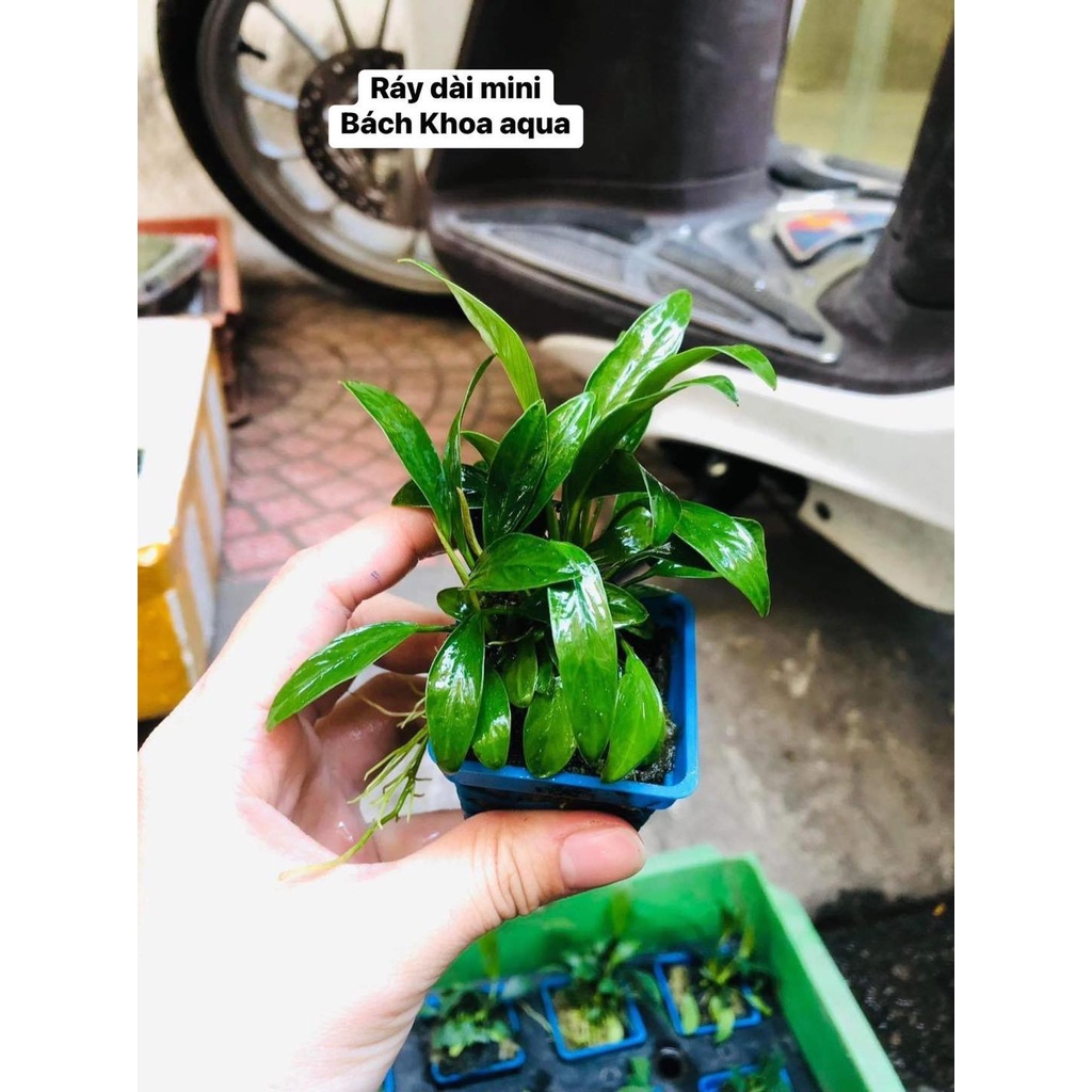 Ráy lá dài mini thủy sinh