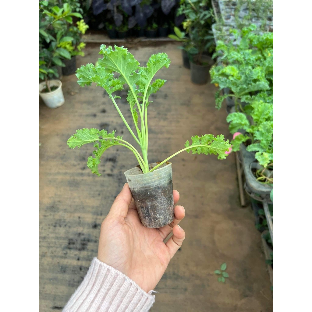 (PHẠM GIA FARM) cây cải kale đặc sản giàu dinh dưỡng