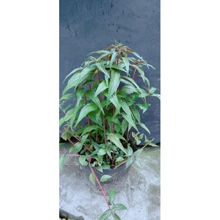 Cây bọ mắm