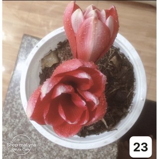 Củ lan huệ ngoại kép (có nhiều màu như hình)