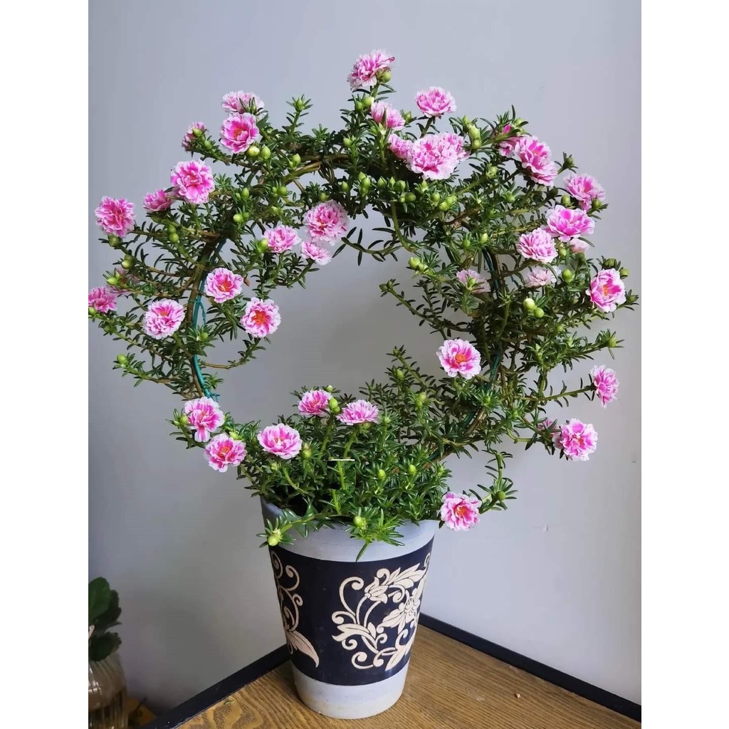 Hoa Mười Giờ SONG HỶ Thái Kép Cành Tơ Siêu Khỏe Ra Rễ Sau 3 Ngày 0867777377