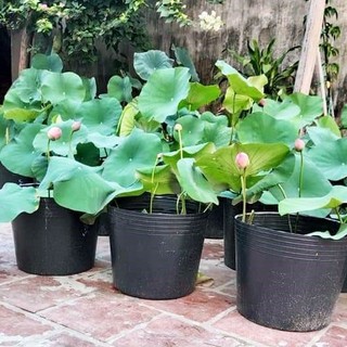 Chậu đen bít lỗ C13 trồng sen, súng, nuôi cá - loại tốt