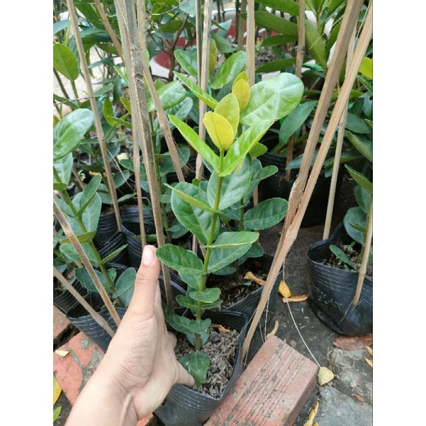 Trang phụng hoàng cam