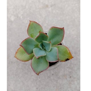 SEN ĐÁ BÈO VIỀN HỒNG SIZE VỈ