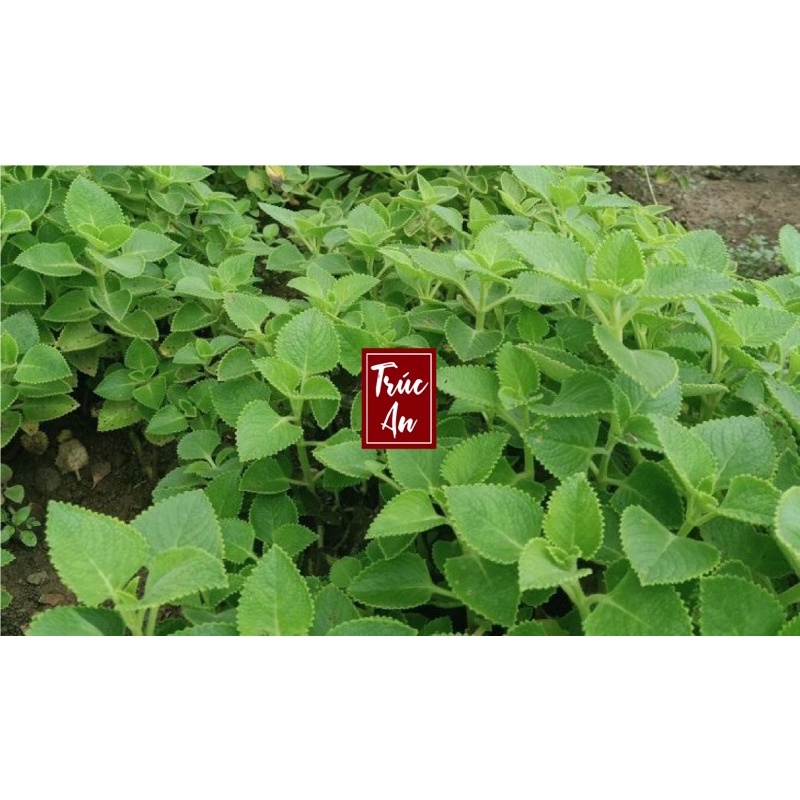 Lá húng chanh tươi  và cây giống - có hàng trong 30p. Lá tươi vừa hái, già, nhiều tinh dầu