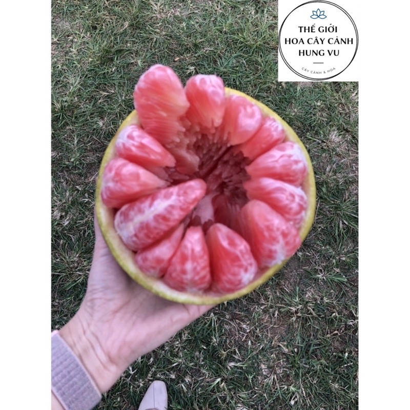 Cây bưởi Tân Lạc vỏ vàng ruột đỏ chuẩn F1 - THẾ GIỚI HOA CÂY CẢNH - cao 1m.