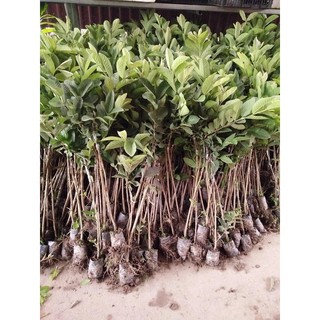 Cây Giống Ổi Bốn Mùa( Ổi Đông Dư, Ổi Găng)