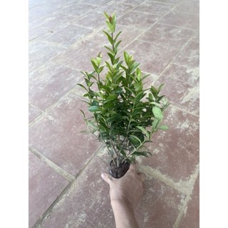 cây hoa Thái Mẫu Đơn Ngũ sắc(1cay)