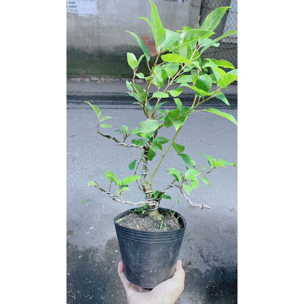 Cây Sung Bonsai cho sai trái