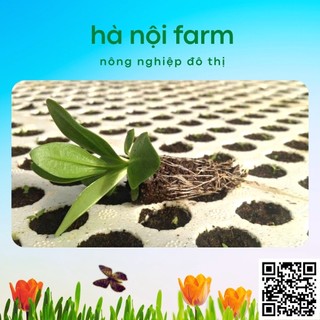 Khay ươm hạt 84 lỗ bằng xốp
