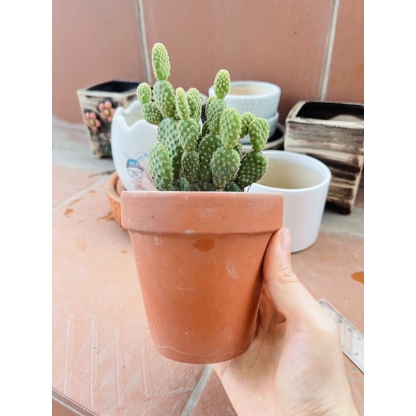 Chậu trồng sen đá