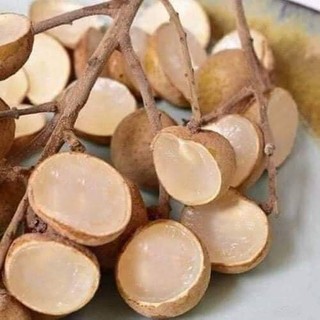 CÂY GIỐNG NHÃN KHÔNG HẠT(CHUẤN GIỒNG NHÃN KO HẠT)