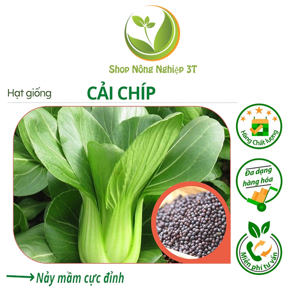 Hạt giống rau cải chíp (cải thìa - cải chít) - Shop Nông Nghiệp 3T | Gói 20g