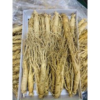 SÂM TƯƠI LOẠI 25-30 củ /1kg_CHUẨN  HÀN QUỐC 100%
