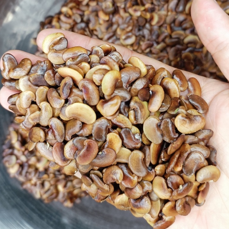 200 gram hạt giống cây Sưa Đỏ