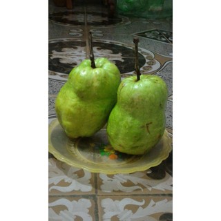 Cây Giống Ổi không hạt Phugi