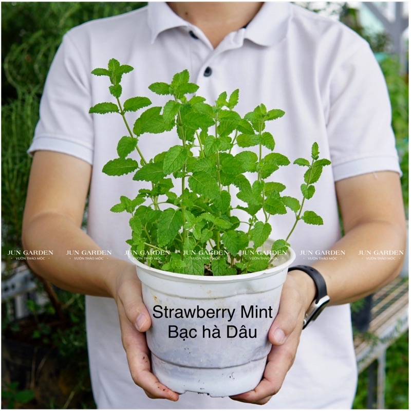 Bạc Hà Dâu JUN GARDEN Strawberry Mint