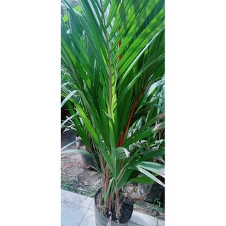 Cây Cau Đỏ