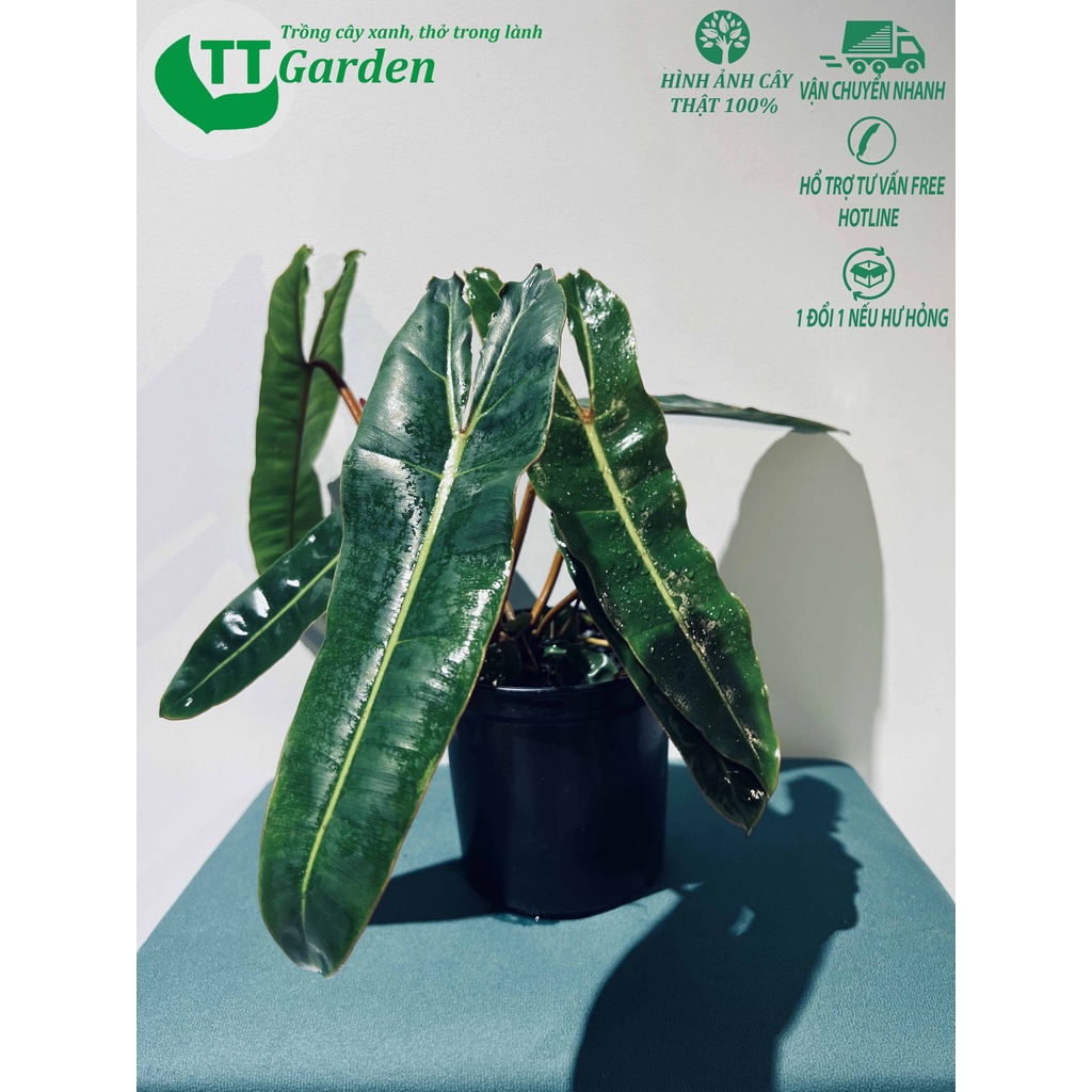 Hồng hạc cuống cam Philodendron Billietiae cây giống trồng trong nhà ngoài trời trồng sân vườn decor trang trí sân vườn